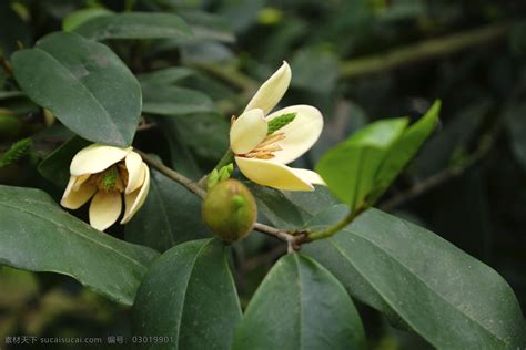 含笑花樹|含笑花:含笑花，別名：含笑美、含笑梅、山節子、白。